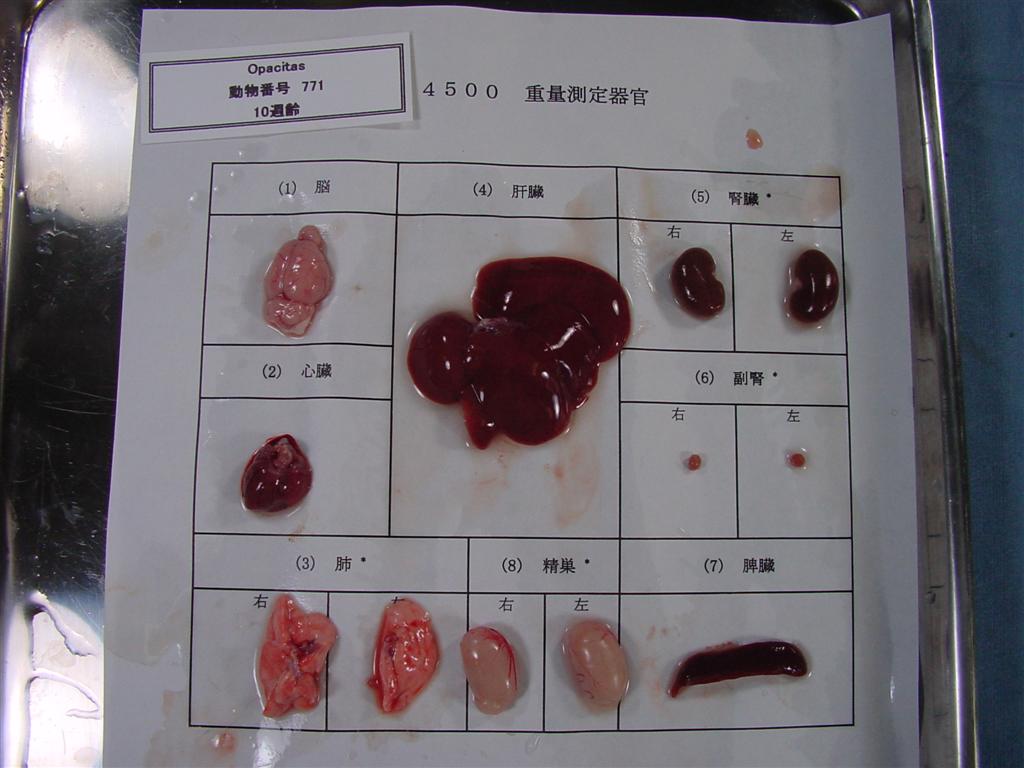 ラット系統